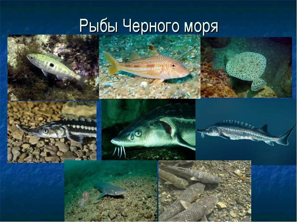 Почему в Чёрном море мало рыбы и она дорого стоит? Ехали в Сочи Дзен