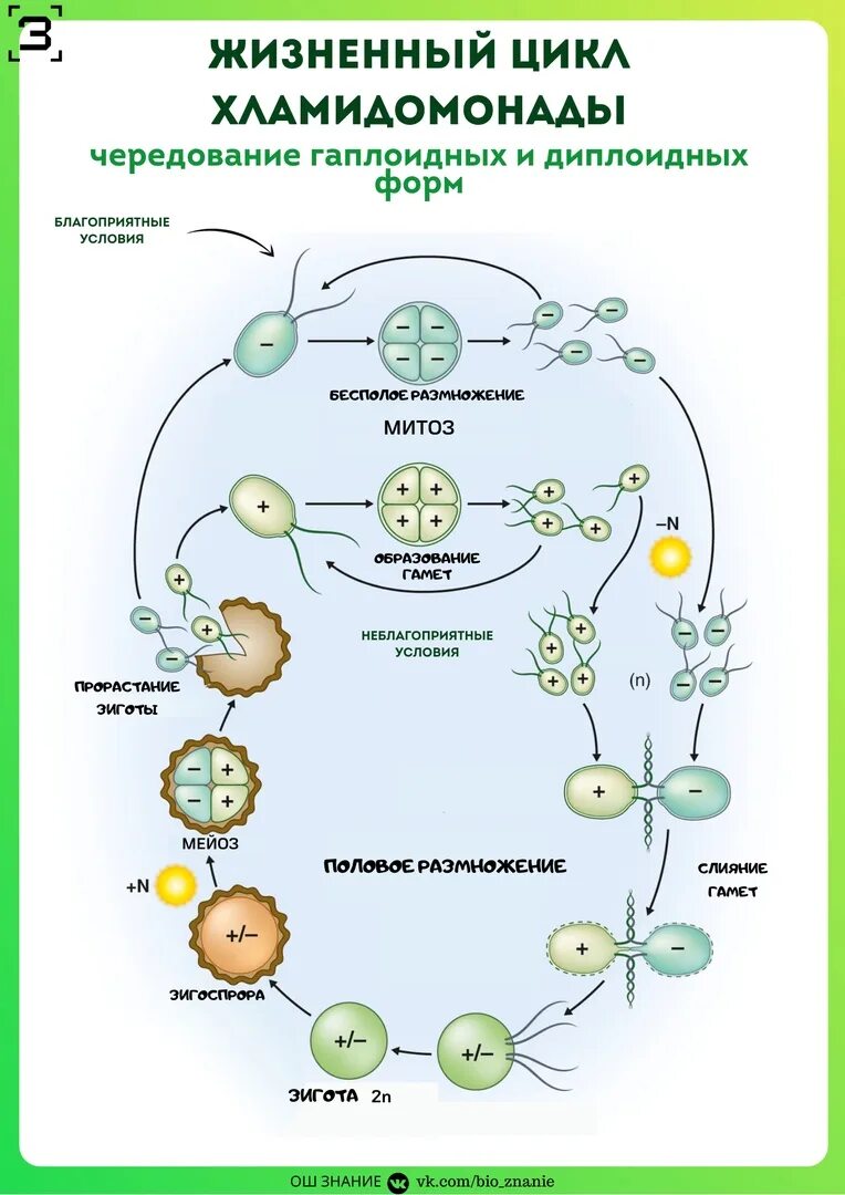 Мейоз хламидомонады. Цикл развития хламидомонады схема. Цикл развития водоросли хламидомонады. Цикл размножения хламидомонады. Цикл развития хламидомонады рисунок.