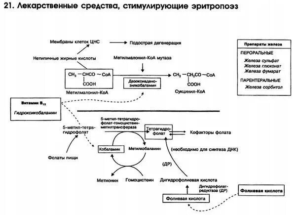 Препараты стимулирующие эритропоэз. Средства стимулирующие эритропоэз механизм действия. механизм действия препаратов стимулирующих эритропоэз. средства влияющие на эритропоэз механизм действия. лекарственные средства стимулирующие эритропоэз.