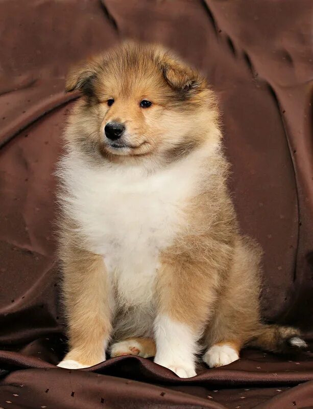 питомник киров собаки даром породистые. ротвейлер щенки чистокровные. щенки киров. колли соболиный. собаки киров фотография.