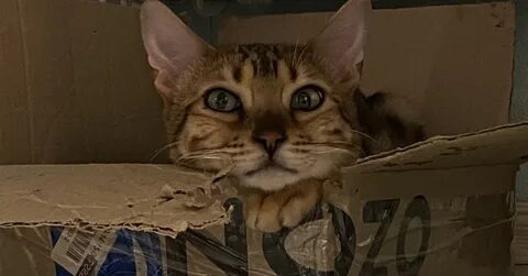 Кошачий озон