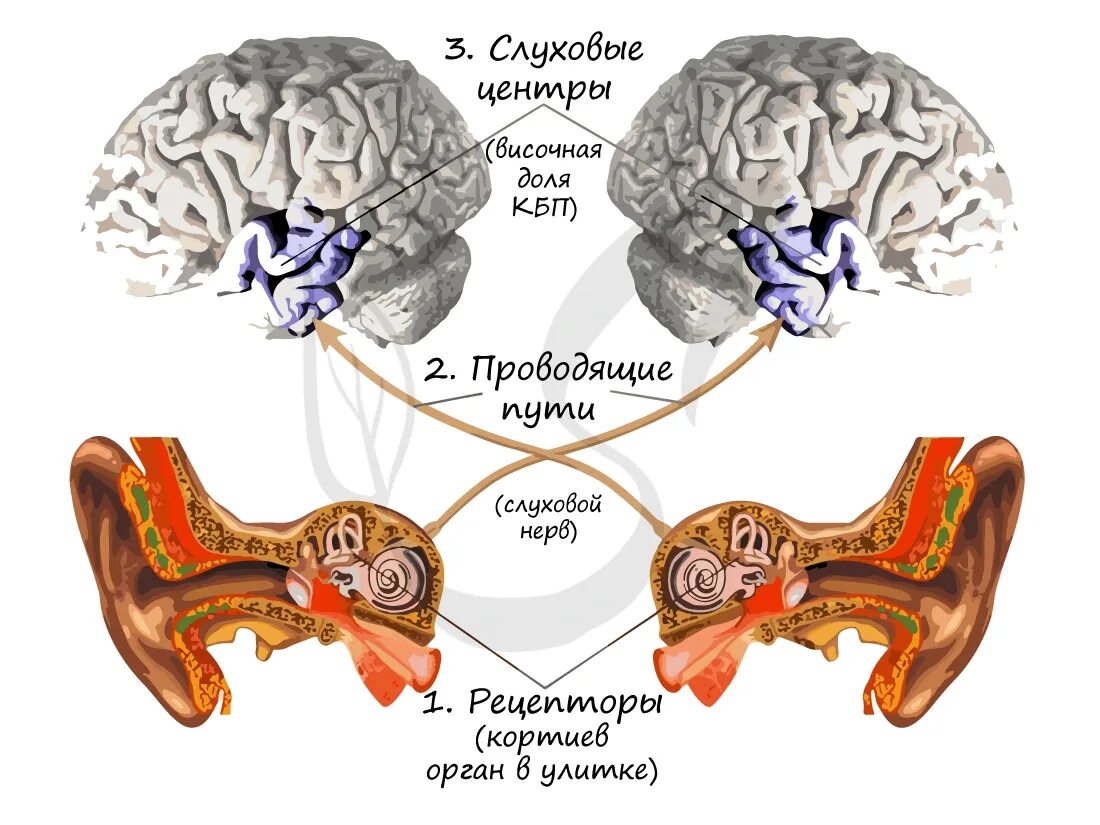 Где рецепторы в ухе