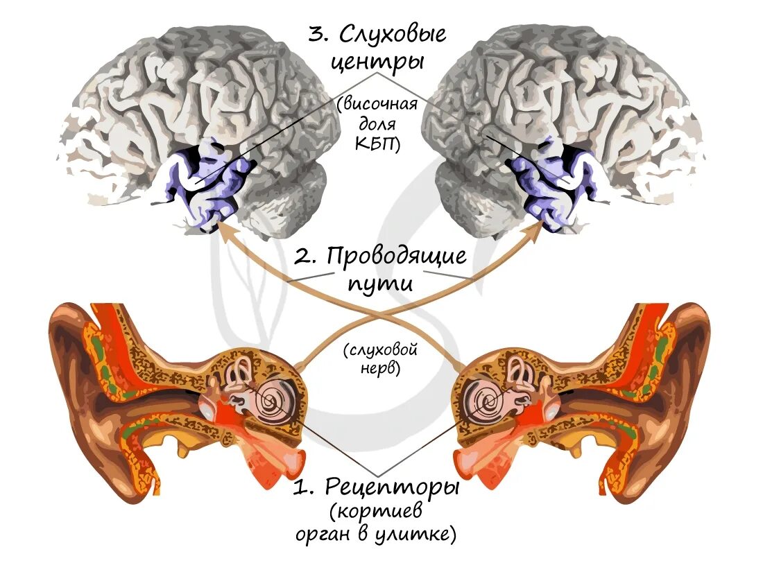 Строение слухового анализатора мозг. Слуховые рецепторы физиология. Схема рецепторного отдела слухового анализатора. Основные звенья слухового анализатора. Проводящий путь органа слуха