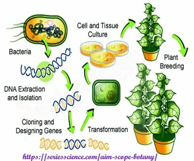 Plant extraction