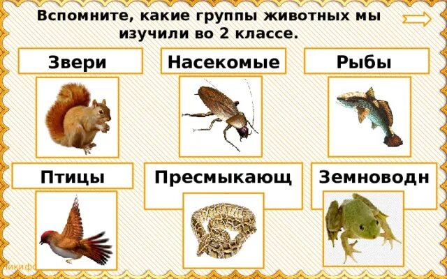 Примеры животных разных групп. Группы животных. насекомые рыбы птицы звери дошкольники. группы животных 3 класс. группы животных окружающий мир.