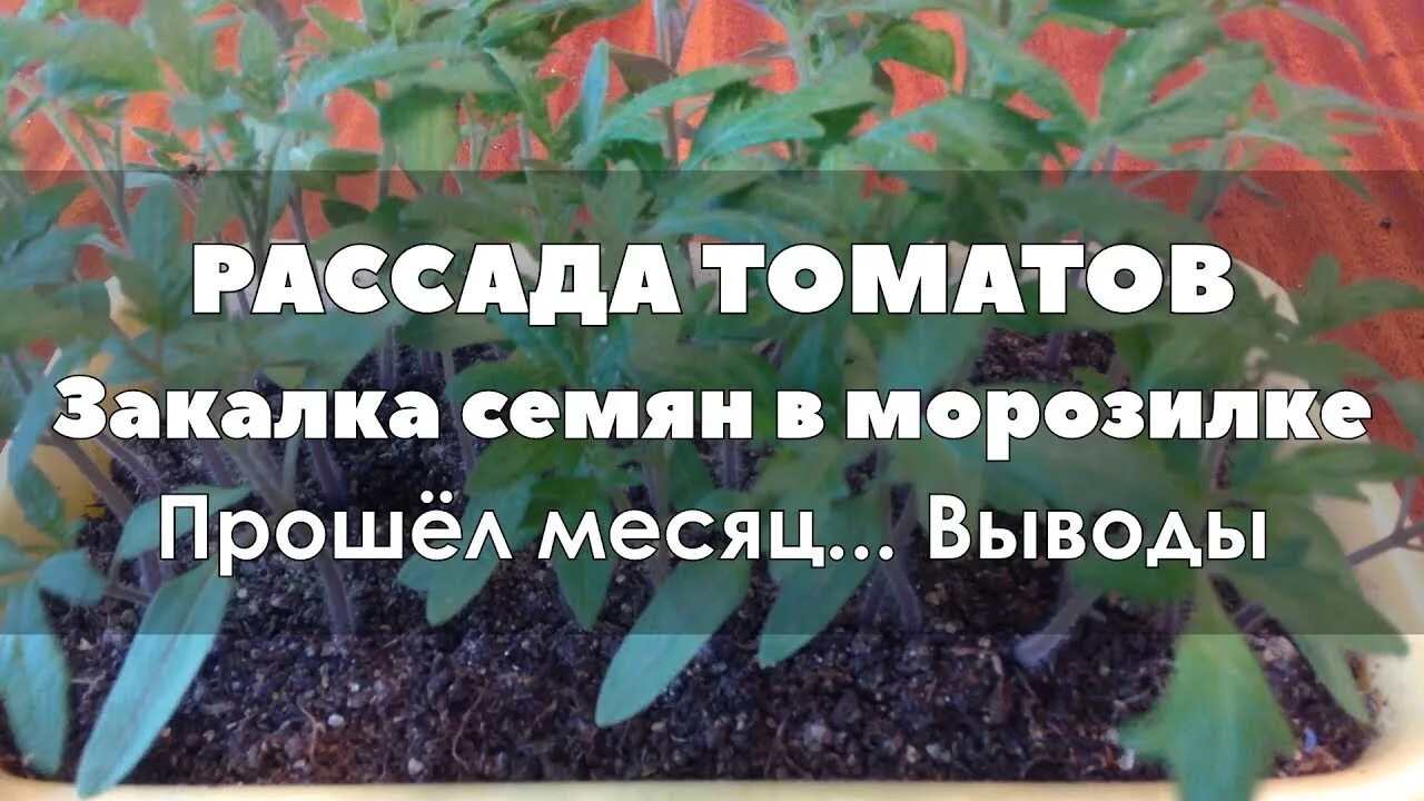 Закаливание помидор при какой температуре. Закаливание рассады томатов. закалка семян. закалка семян помидоров. закаливание семян.