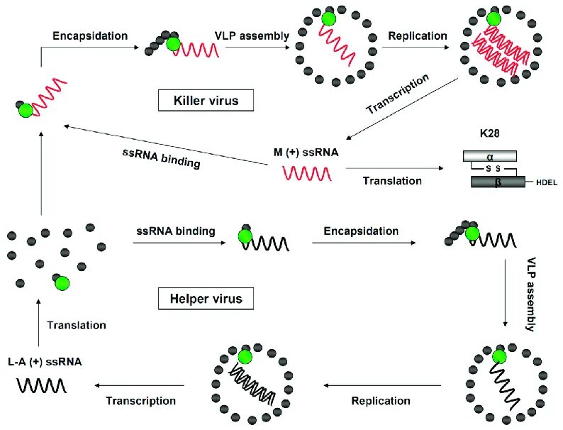 Saccharomyces cerevisiae таксономия. Цикл репликации вируса. Хелпер вирус. Жизненный цикл Saccharomyces cerevisiae. L virus