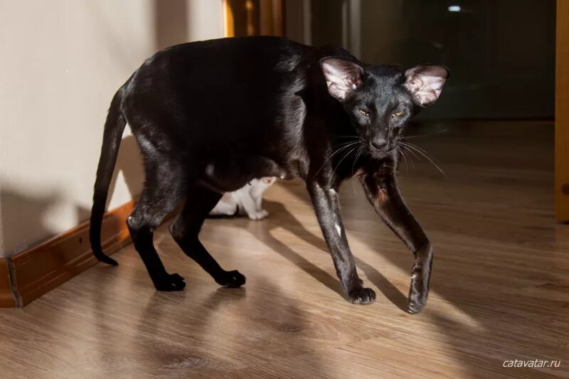 вислоухие ориенталы. ориентальная кошка экстремальная. ориентальный кот экстрим. ориентальная кошка экстрим. ориентальная кошка экстремального типа.