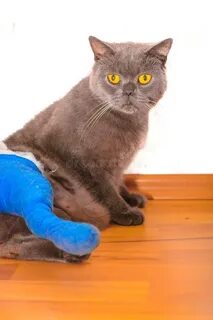 Leg cat