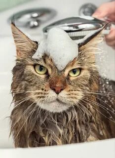 Кошка пена