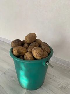 Картофель 12