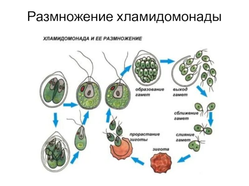 Размножается половым и бесполым способом