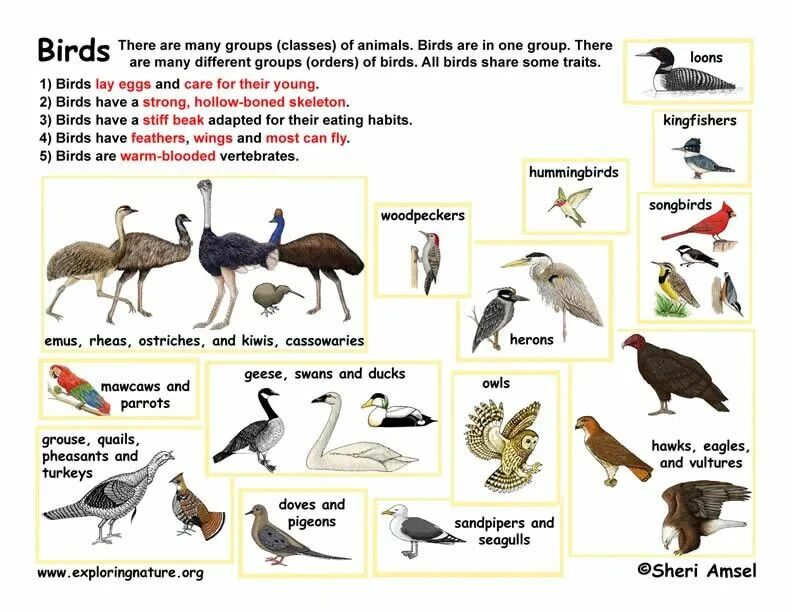 Птицы на английском. Птицы животные список. Birds classification. Классификация птиц. Перевести птиц на английский