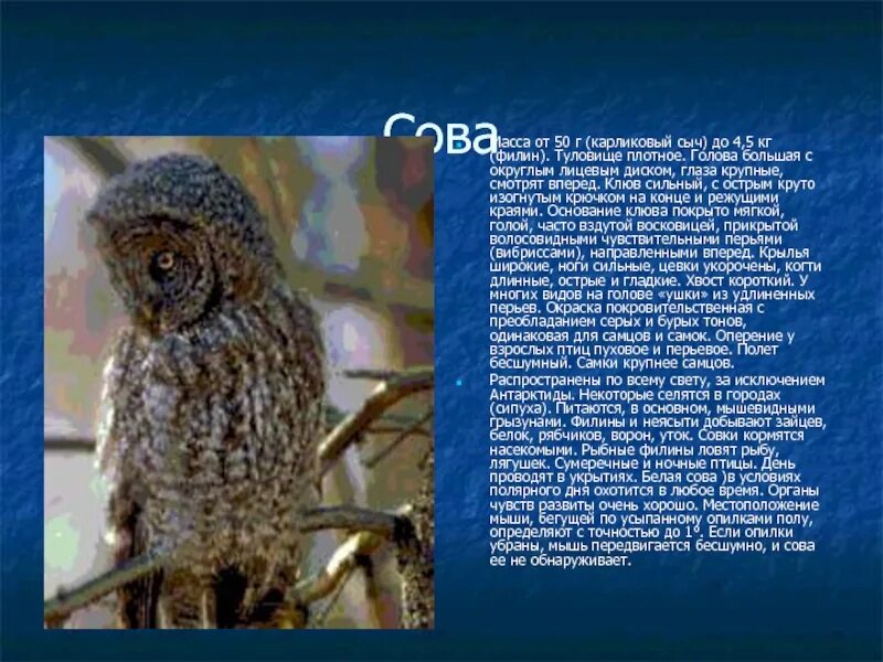 Сова сообщение 2 класс. Доклад про сову. сова птица описание. сова информация для детей. филин птица описание.