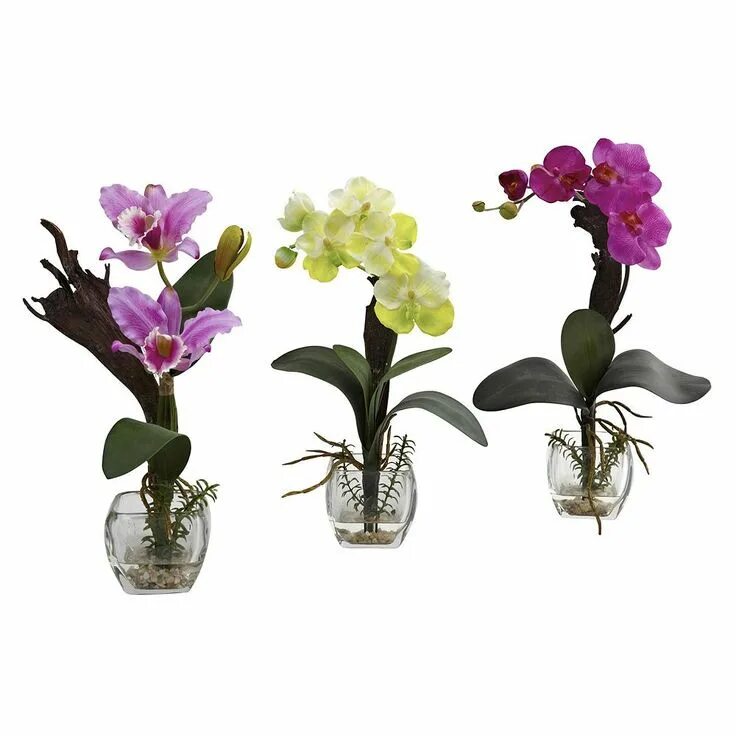 Bohemian orchids. Фаленопсис bohemian. фаленопсис богемиан. орхидея бохемиан. фаленопсис микс.