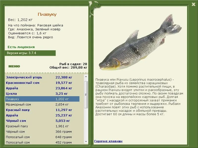 Длина вес рыбы. Русская рыбалка 376. Максимальный вес пойманной щуки. Вес рыбы. Белый амур размеры и вес.