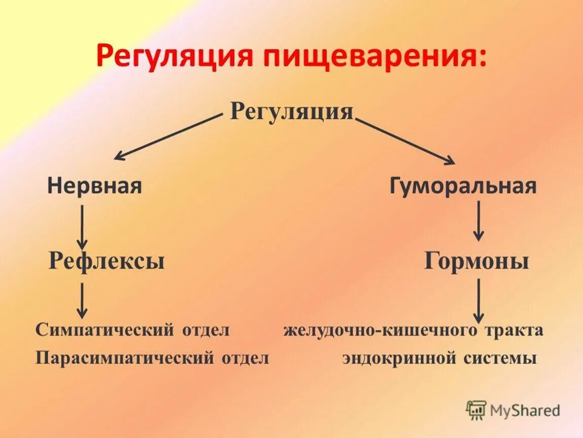 Гуморальный путь регуляции. Нервная регуляция пищеварения схема. Регуляция пищеварения 8 класс таблица. Гуморальная регуляция пищеварения биология 8. Регуляция процессов пищеварения схема.