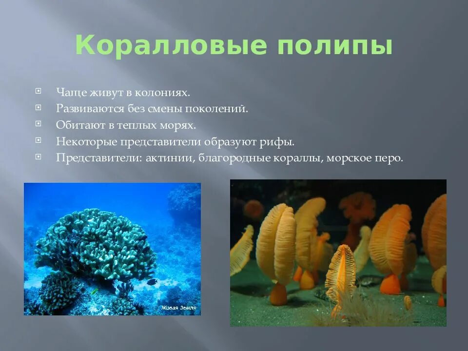 Класс полипы представители. Представители коралловых кишечнополостных. коралловые полипы представители. класс коралловые полипы представители. колониальные полипы представители.