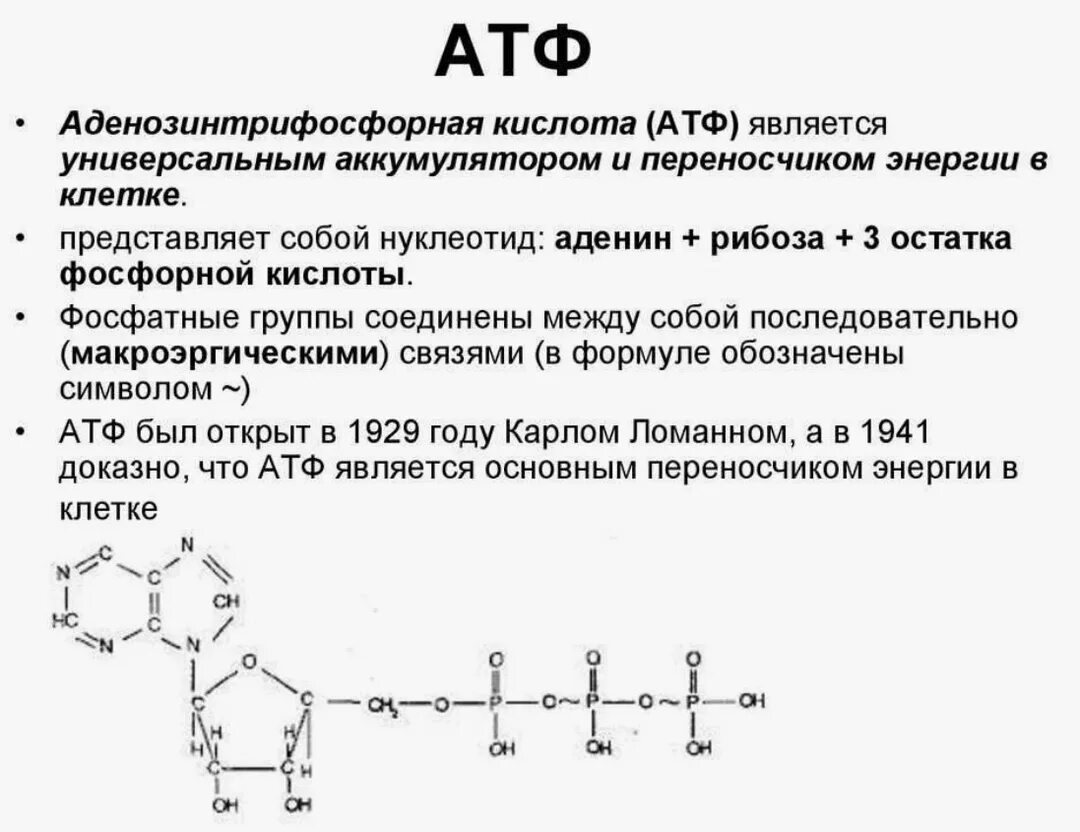 Атф адф ф. Атф строение и функции. строение молекулы атф биология. строение молекулы атф. структура и строение атф.