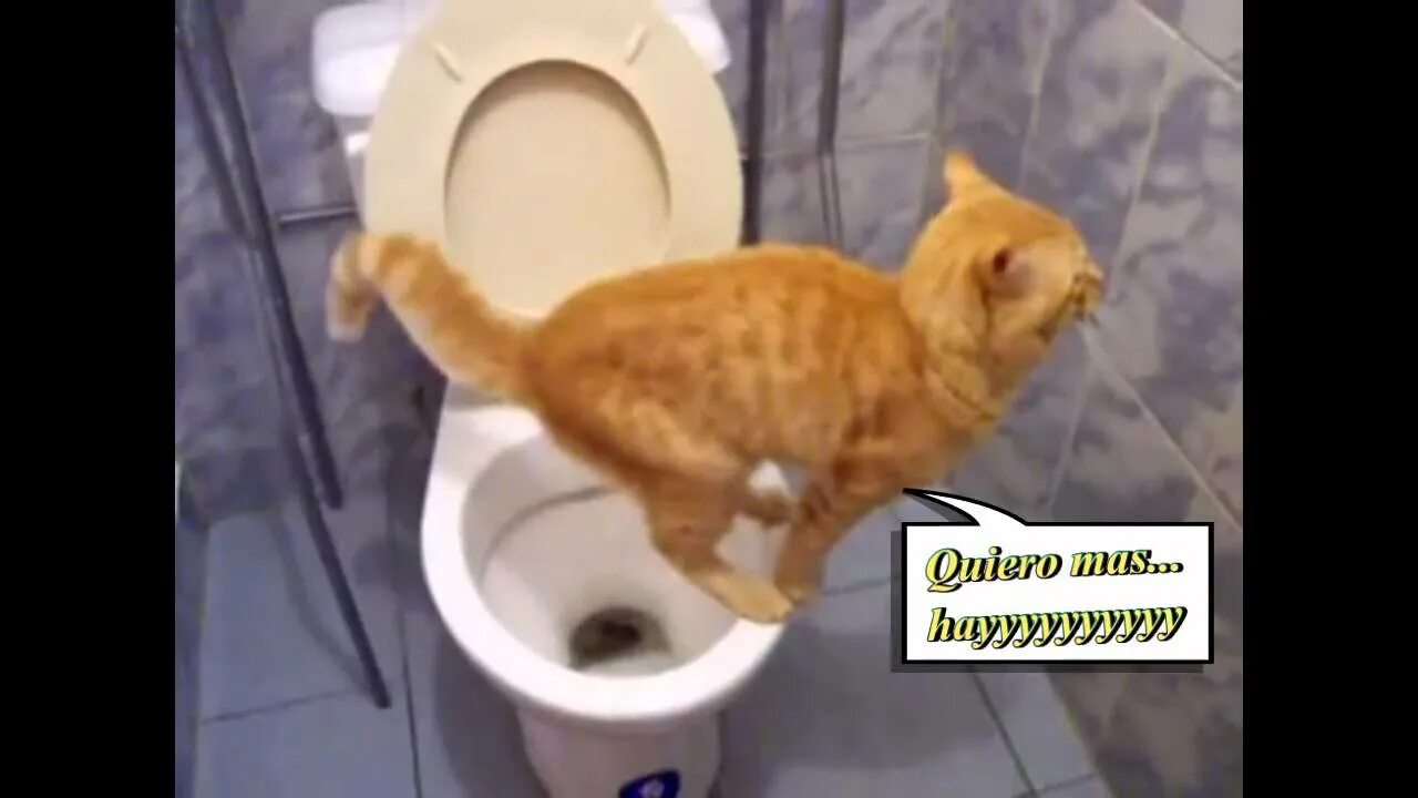 Кот какает. Кот на унитазе. Коты в туалете. Смешные ролики про котов. Включи песни видео веселые видео