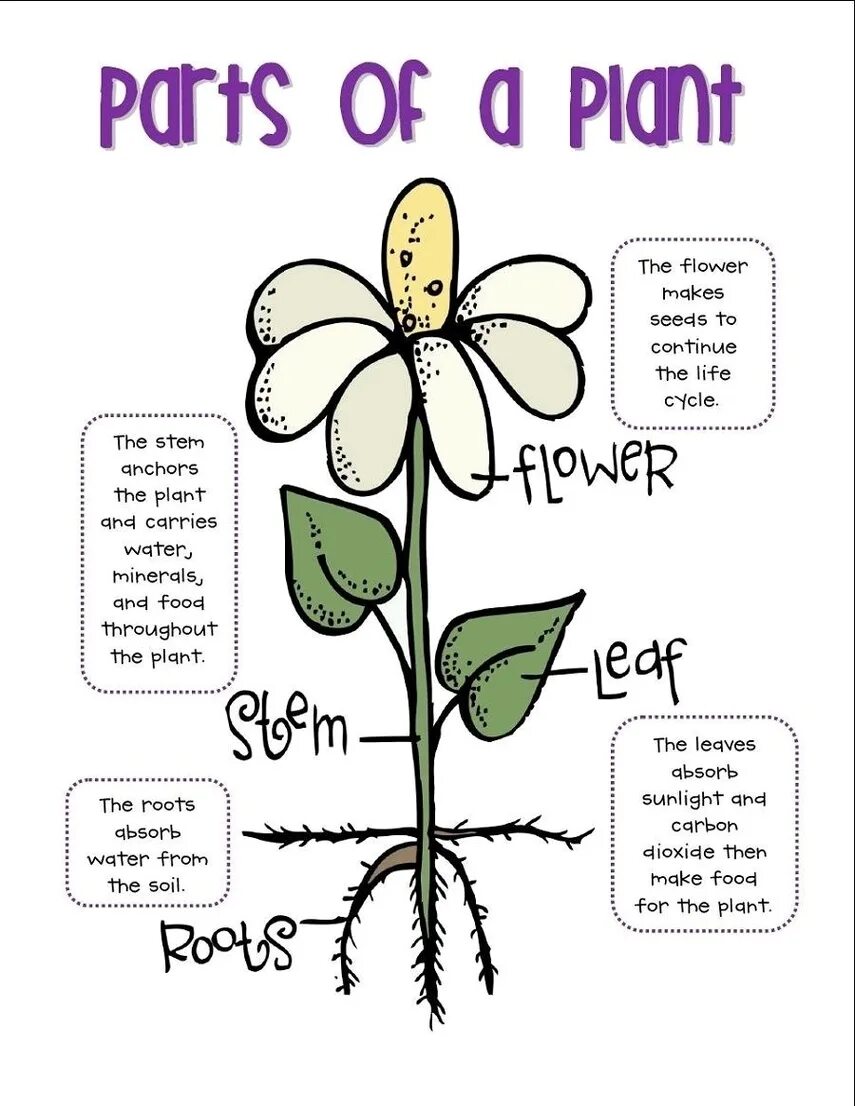 Plants на английском для детей. Parts of Plants for Kids. Parts of the Plant Worksheets. Plants растения Worksheets for Kids.