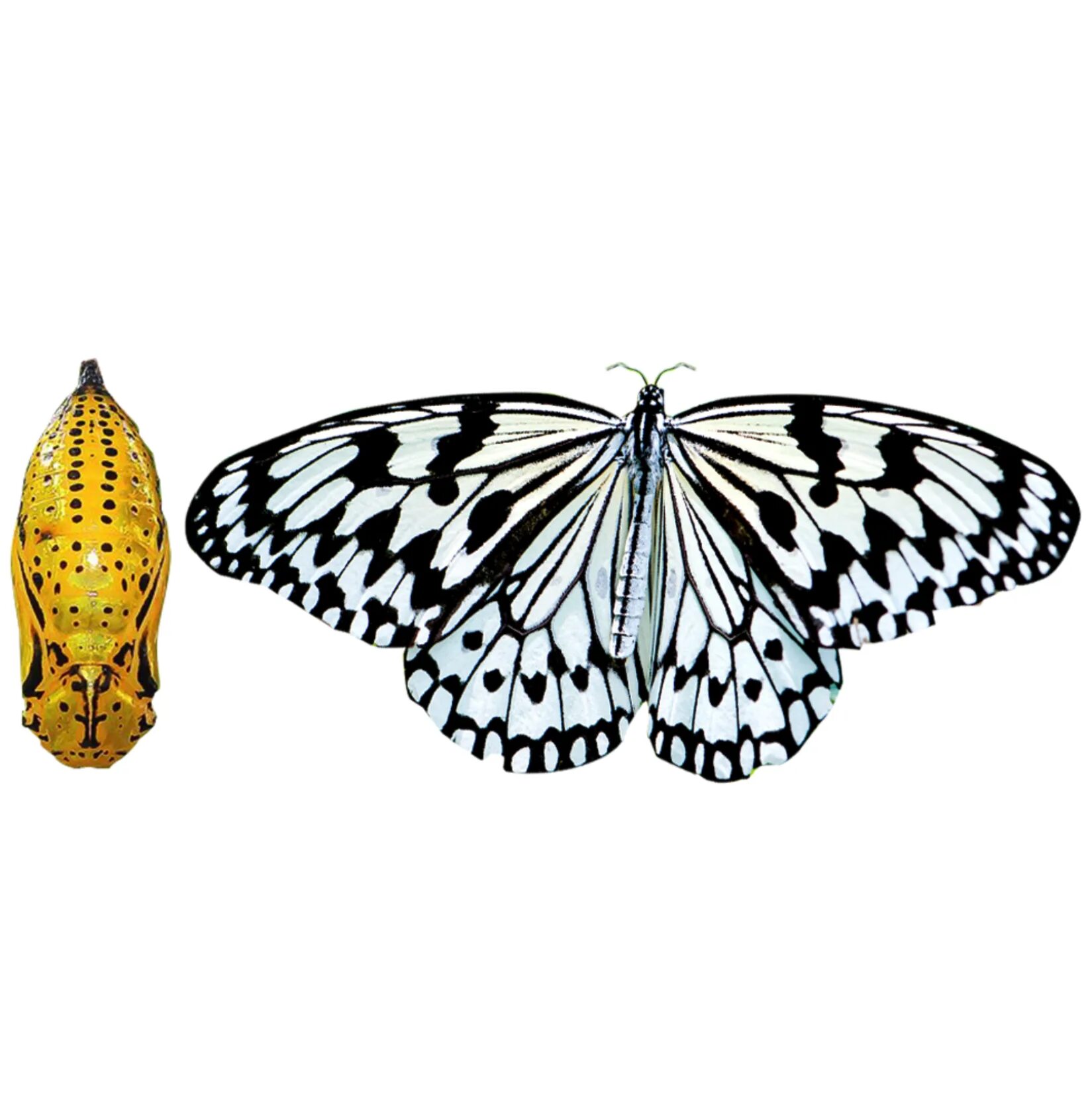 Papilio rumanzovia бабочка. Куколки бабочек москва. Куколки бабочек москва. Кокон бабочки морфо. Куколка бабочки.