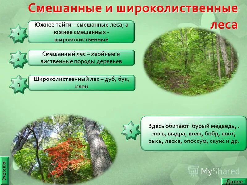 Природная зона тайги и смешанных лесов