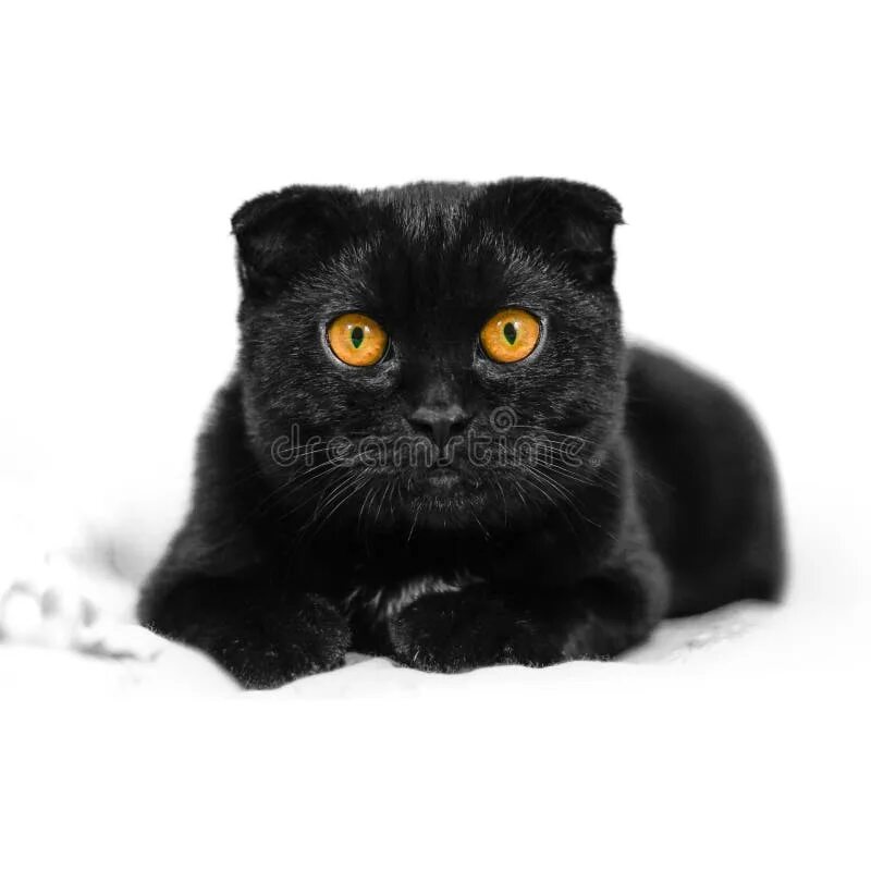 Вислоухая кошка с желтыми глазами