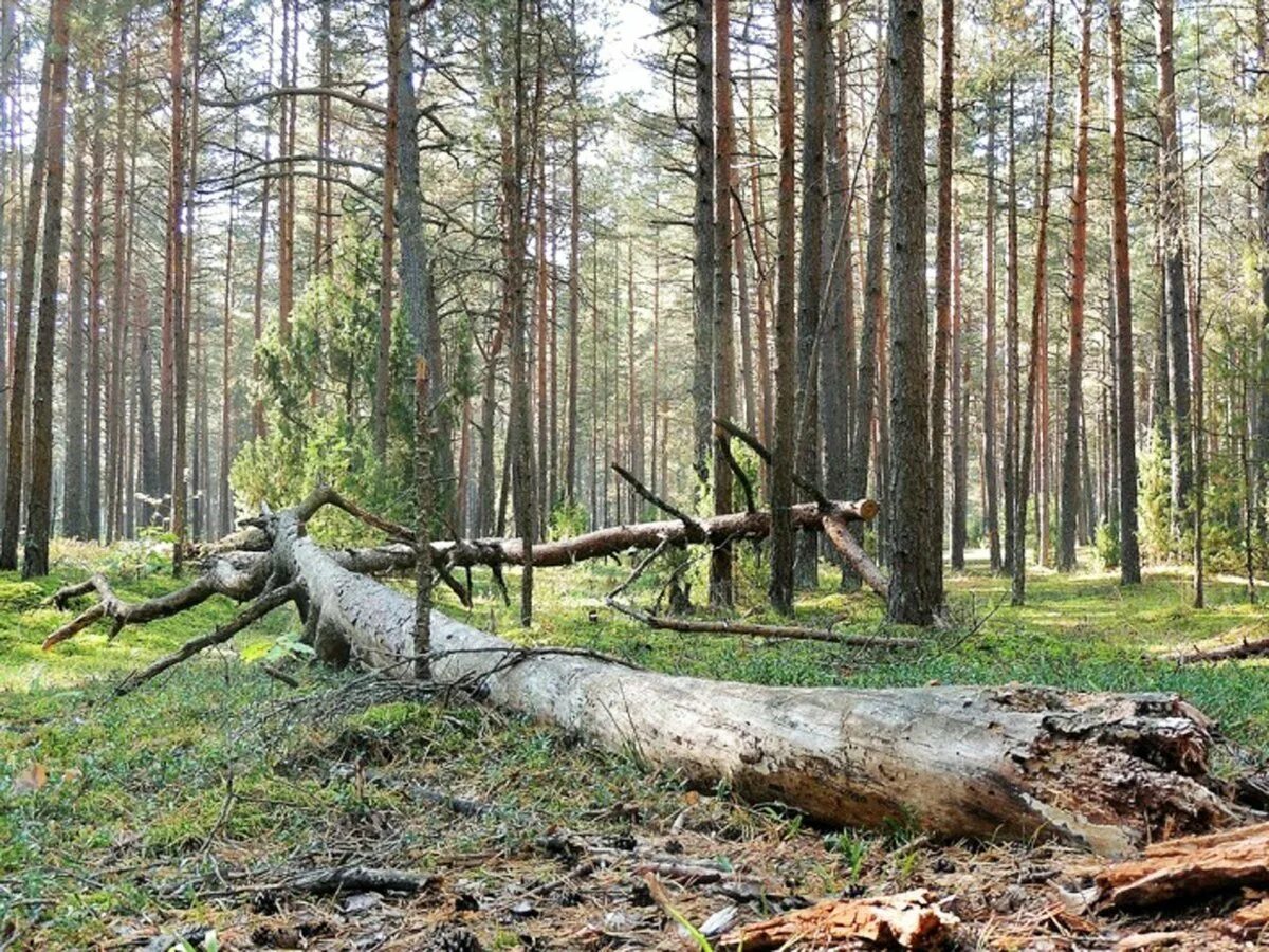 Поваленное дерево в лесу. Лесной валежник. Валежник в лесу. Сухостой в лесу. Брать валежник в лесу