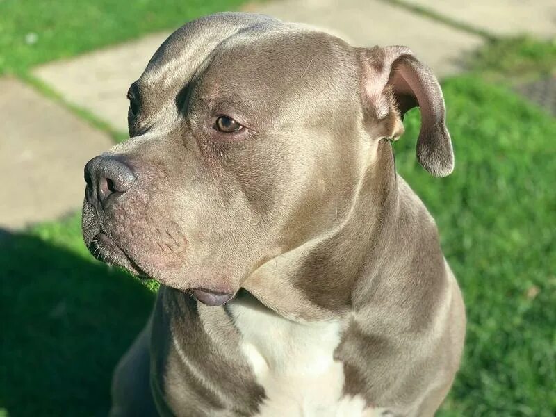 Американский булли xl. Булли американский булли. Американский бульдог булли. Американский булли стандарт xl. Американский бульдог xl.