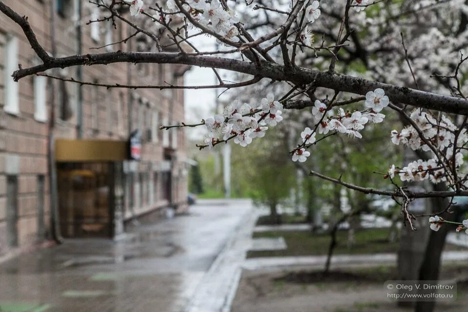 Купить весенняя улица. Весенний город.