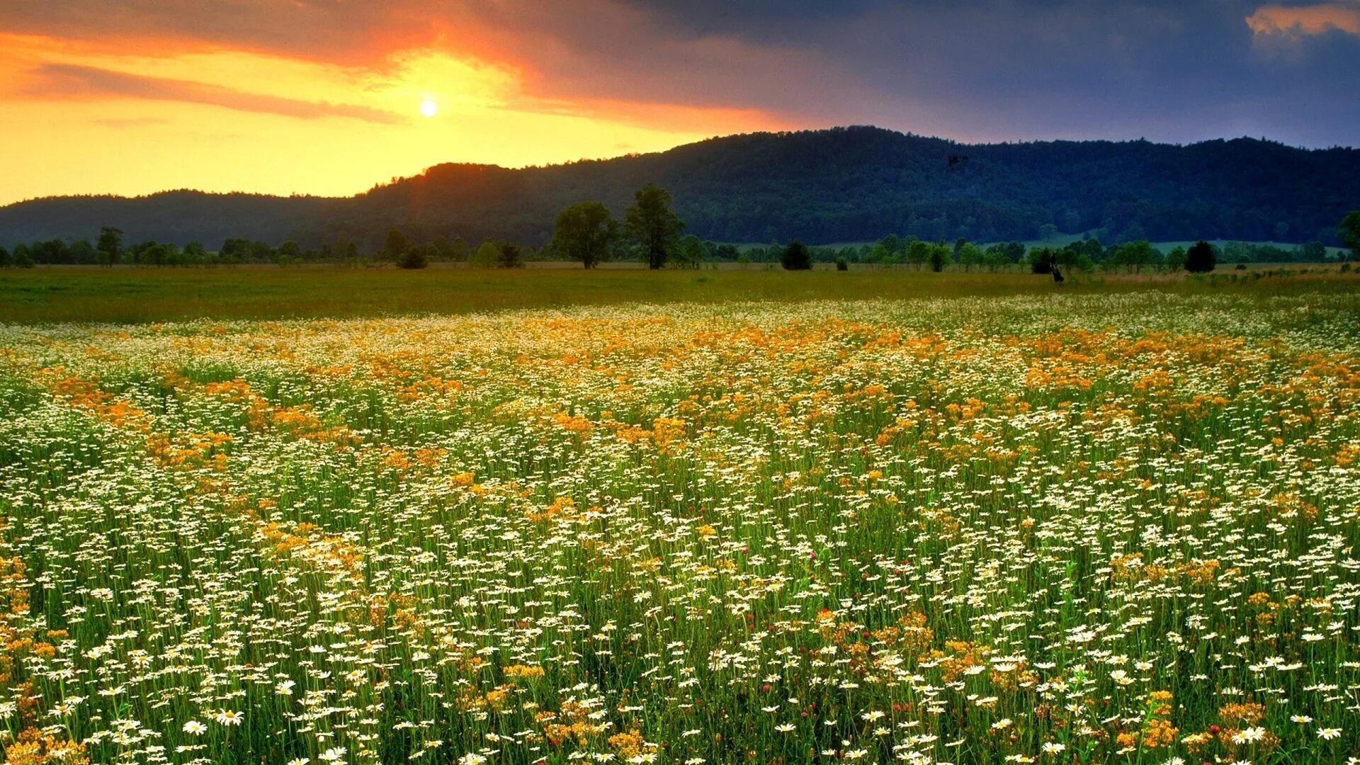 Большую часть лета. Цветущее поле. Ромашковое поле. Цветущий луг. Красивый луг с цветами.