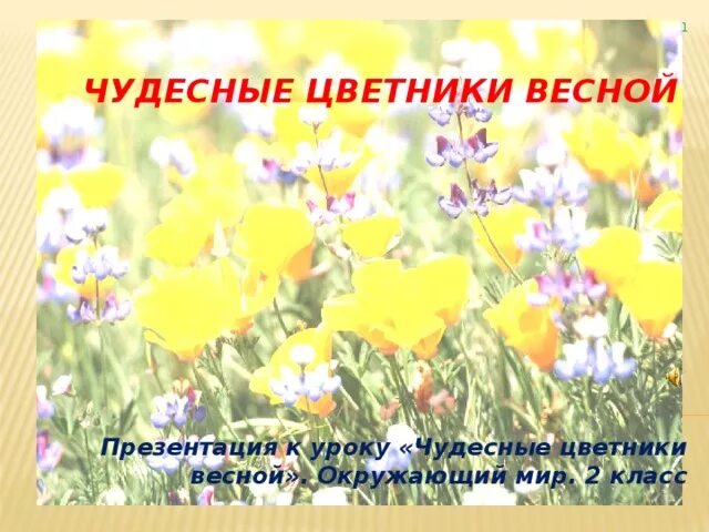 Чудесные цветники весной 2 класс перспектива презентация. Растения весенних цветников 2 класс. Чудесные цветники весной 2 класс окружающий мир. Чудесные цветники весной. Чудесные цветники весной задания.
