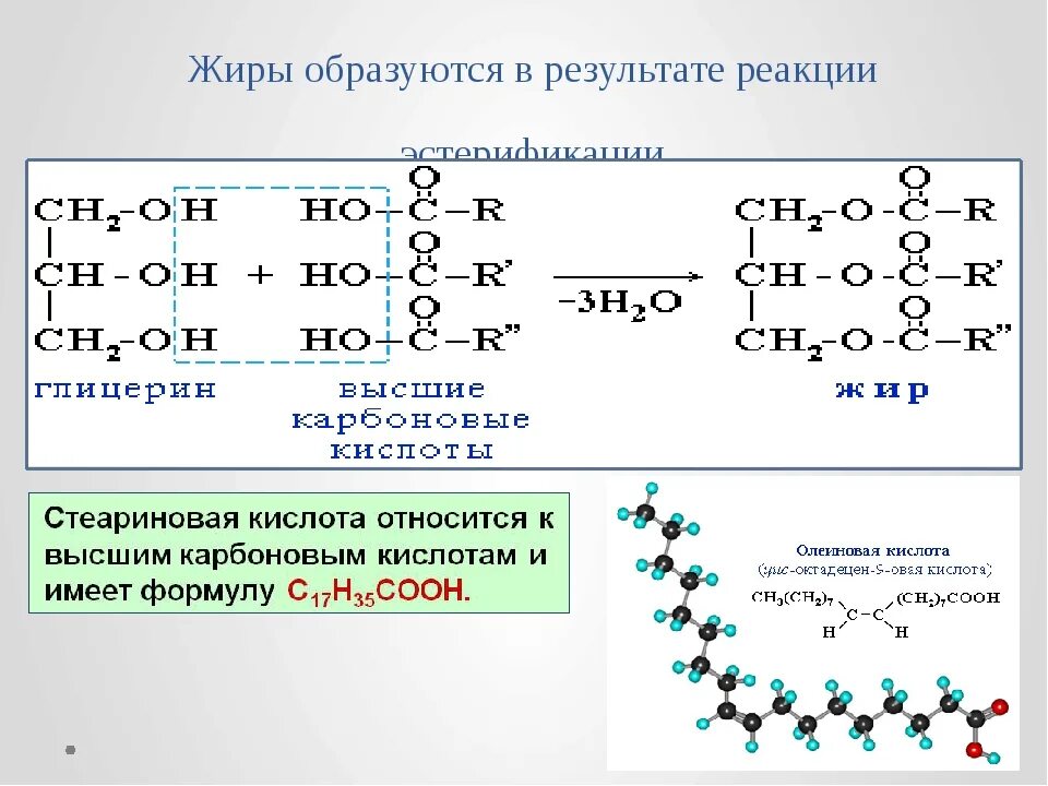 Глицерин триглицерид стеариновой кислоты. Этерификация твердого жира. Получение жиров химические реакции. Формула жира растительного происхождения. Формула получения жира.