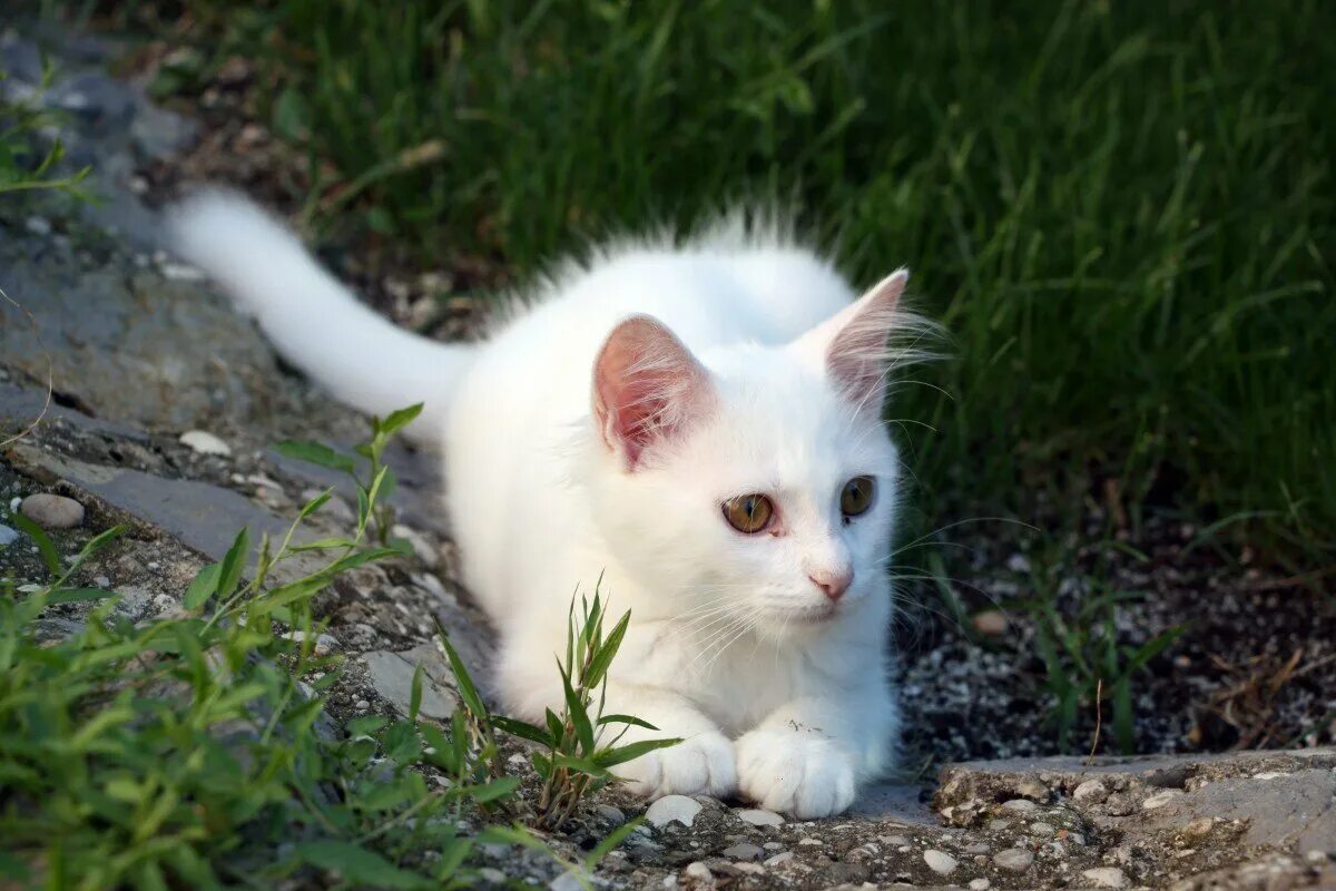 Белые кошечки картинки. Белый кот беспородный. Белая беспородная кошка. Анатолийская кошка белая. Белый котенок.