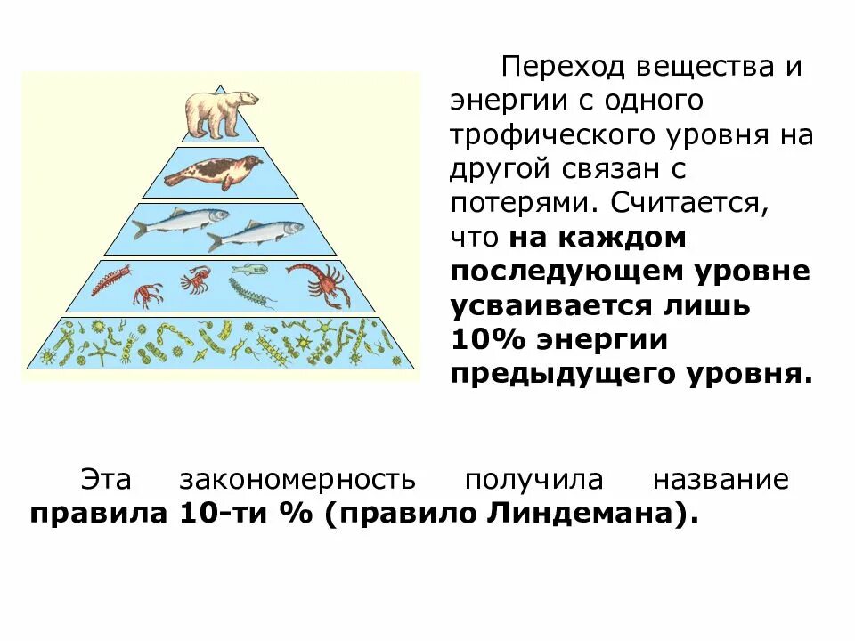 На каждый последующий уровень переходит энергия. Трофические уровни энергия. переход энергии по трофическим уровням. трофические уровни переход энергии. правил трофического уровня 10 энергии.