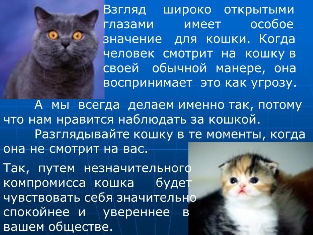 Значение кошачьих