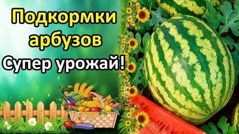 Поливаю арбузы