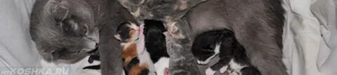 Предвестники родов у кошки