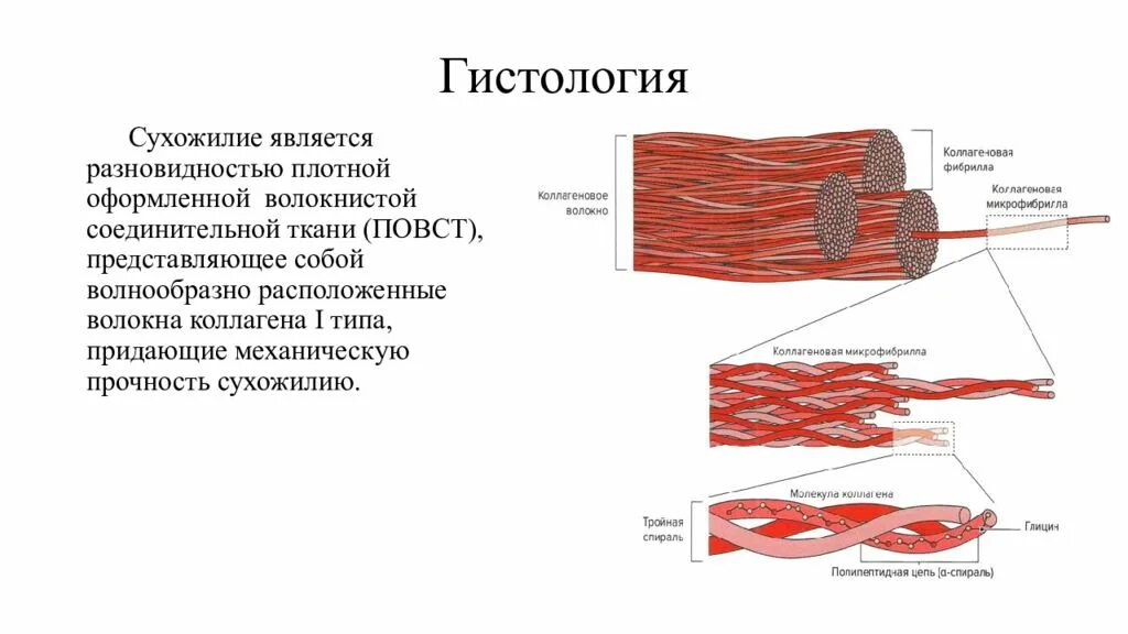 Пучки сухожилий гистология строение. Коллагеновые волокна в сухожилии. Плотная соединительная ткань сухожилие теленка. Функции сухожилия гистология.