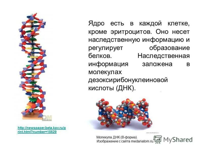 Наследственные свойства клетки