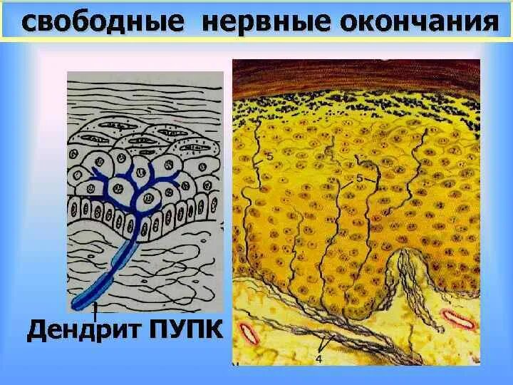 Строение свободных нервных окончаний примеры Лечение застуженных кожных нервных окончаний фото презентация