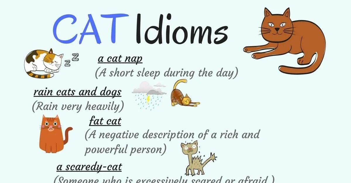 Cat meaning. Идиомы на английском. Идиомы животные английский. Cat idioms. Идиома Cat.