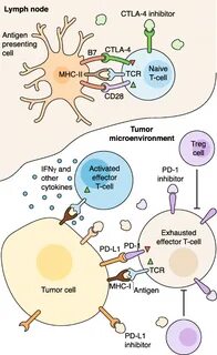 Immune checkpoint