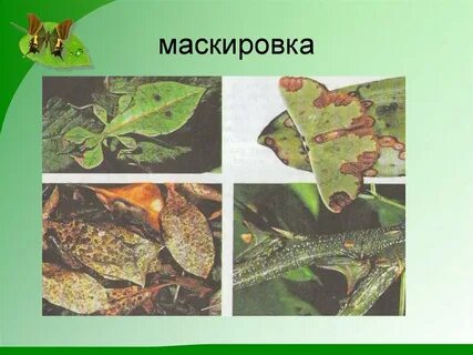 Адаптация мимикрия