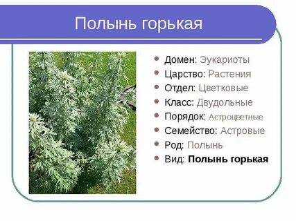Полынь систематика
