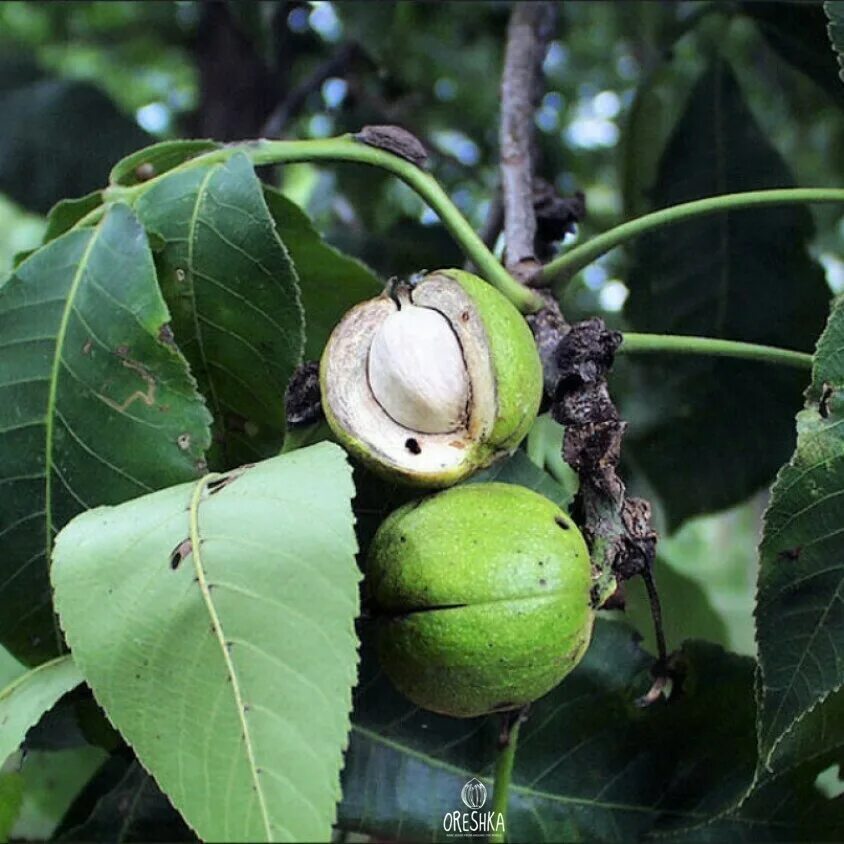 Кария овальная. Carya laciniosa. Пекан (кария иллинойская). Carya laciniosa. Гикори, или кария (carya).