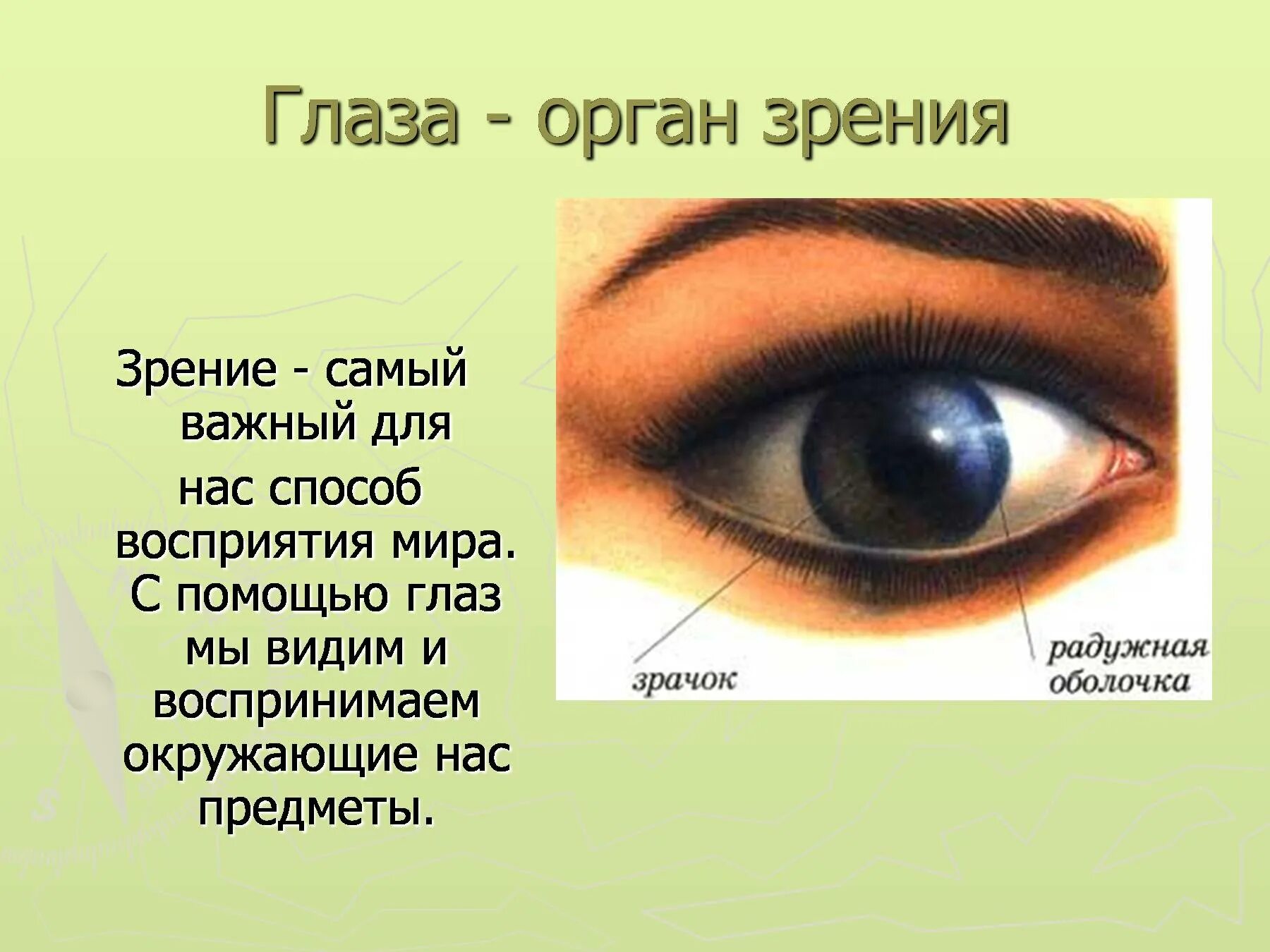 Помогай глазки. Глаза орган чувств сообщение 4 класс. Глаза орган зрения. Презентация на тему глаза человека. Доклад на тему зрения.