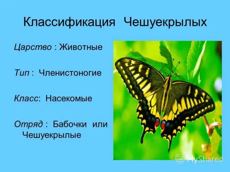 Класс насекомые бабочки. Отряд чешуекрылые бабочки. Отряд чешуекрылые класс бабочки. Систематика чешуекрылых бабочек. Класс насекомые классификация.