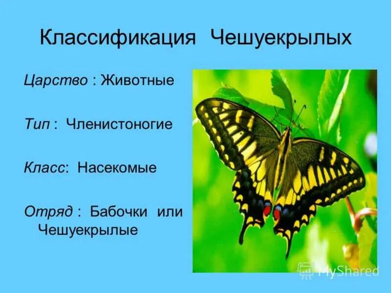 Членистоногие царство тип класс. Отряд чешуекрылые семейство. классификация бабочек. систематика чешуекрылых бабочек. класс насекомые классификация.